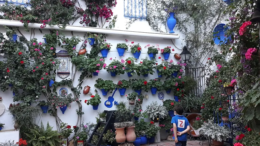 Patio cordobés con paredes blancas cubiertas de macetas azules y geranios en flor